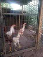 Toom Taiwan shamo's, Dieren en Toebehoren, Pluimvee