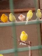 JONGE KANARIES 2025, Dieren en Toebehoren, Vogels | Kanaries