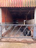 Stalling met weide, Dieren en Toebehoren, Weidegang, 1 paard of pony