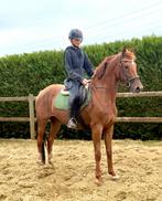 Brave merrie, Dieren en Toebehoren, Merrie
