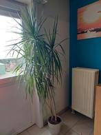 Grote Kamerplant Dracena marginata XL, Huis en Inrichting, Kamerplanten, Ophalen, Palm, Halfschaduw, In pot