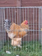 Brahma hanen, Mannelijk, Kip