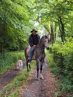 Paard d pony arabier arabische volbloed, Dieren en Toebehoren, Pony's, Ruin, Zadelmak, Gechipt