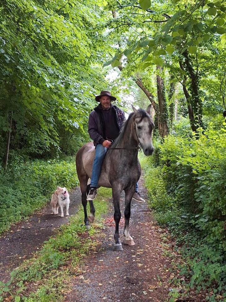 Paard d pony arabier arabische volbloed, Dieren en Toebehoren, Pony's, Ruin, Zadelmak, Gechipt, Ontwormd