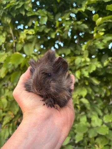  Schattige Peruviaanse cavia’s zoeken een nieuw thuis!  beschikbaar voor biedingen