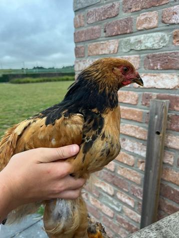 Coq Brahma, Mâle, Poule ou poulet
