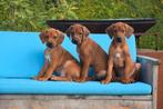 Prachtige Rhodesian Ridgeback pups, Dieren en Toebehoren, België, Overige rassen, CDV (hondenziekte), 8 tot 15 weken