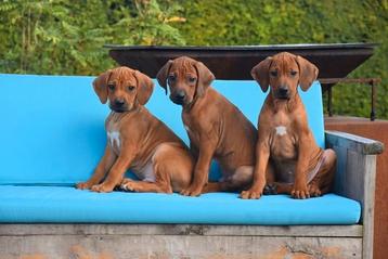 Prachtige Rhodesian Ridgeback pups  beschikbaar voor biedingen