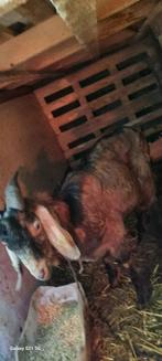 Une chèvre un bouq, Femelle, Chèvre