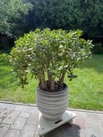 Crassula incl stenen pot van SIA, Ophalen, Vetplant, Halfschaduw, In pot