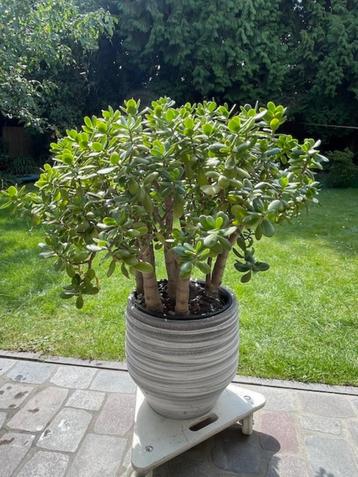 Crassula incl stenen pot van SIA beschikbaar voor biedingen
