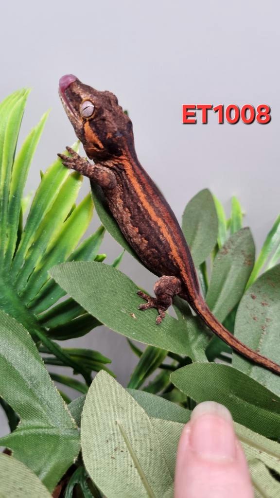 Rhacodactylus Auriculatus Gargoyle Gecko, Dieren en Toebehoren, Reptielen en Amfibieën