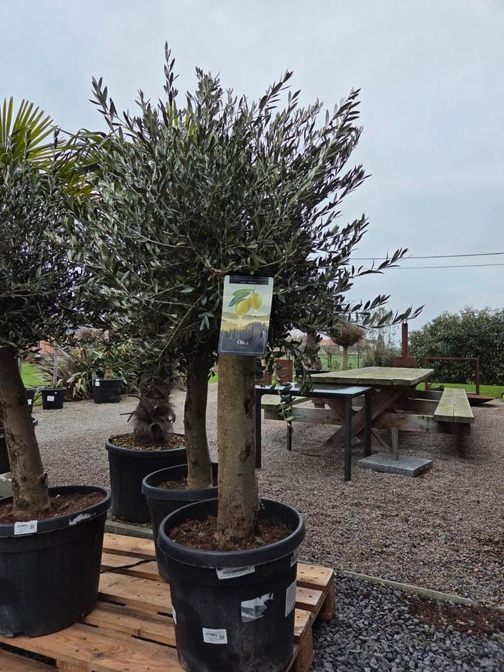 Olijfboom Olea Europaea - op voorraad, Tuin en Terras, Planten | Bomen, Olijfboom, Ophalen
