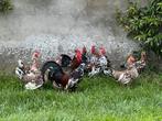 Doornikse kriel, Dieren en Toebehoren, Pluimvee, Meerdere dieren, Kip