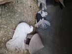 Pigeons queue de paon  je suis sur jumet charleroi, Dieren en Toebehoren, Vogels | Duiven, Overige soorten, Meerdere dieren
