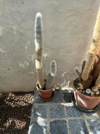 Een cactus „cleistocactus strausii” met 2 koppen, Huis en Inrichting, Ophalen, Cactus