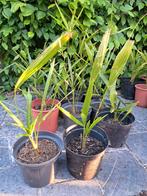 Palmboom winterhard 2 jaar +/- 30 tot 40 cm hoogte, Ophalen