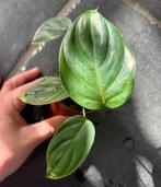 Philodendron Quelelli, Ophalen of Verzenden