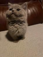 Britse korthaar kitten, Dieren en Toebehoren, Kater, Ontwormd, 0 tot 2 jaar