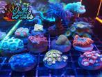 Set : aquarium marin corallien, aquarium d'eau salée, récifa