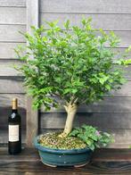 Bonsai hibiscus, Tuin en Terras, Planten | Bomen, Ophalen, In pot