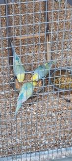 Regenboog grasparkieten, Dieren en Toebehoren, Vogels | Parkieten en Papegaaien