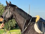 Cheval professeur, Dieren en Toebehoren, Paarden, Met stamboom, Springpaard, Ruin, M