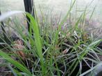 50 stuks Lampenpoetsersgras (pennisetum), Tuin en Terras, Planten | Tuinplanten, Ophalen, Winter, Vaste plant, Siergrassen