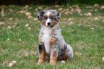 Australische Herder pup te koop (teefje - blue merle), Dieren en Toebehoren, Honden | Herdershonden en Veedrijvers, België, CDV (hondenziekte)