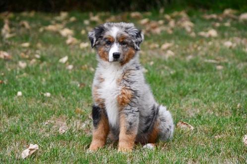 Australische Herder pup te koop (teefje - blue merle), Dieren en Toebehoren, Honden | Herdershonden en Veedrijvers, Teef, Herder