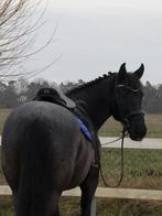 Knappe allround E-pony opzoek naar 5 sterren huisje, Vermifugé, B, Poney E (1.48 m - 1.57m), Jument