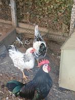 Twee Wyandottes kriel haantjes