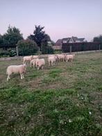 Jonge ooien te koop, Dieren en Toebehoren, Schapen, Geiten en Varkens