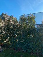 plantes de haie (laurier), Jardin & Terrasse, Enlèvement, Laurier, Haie, 100 à 250 cm