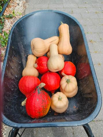 Bio- pompoenen  beschikbaar voor biedingen