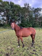 Warmbloed draagmerrie, Dieren en Toebehoren, Merrie, B, Gechipt, 7 tot 10 jaar