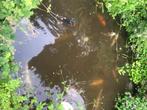 Poissons carpes Koï, Dieren en Toebehoren, Karper of Koi