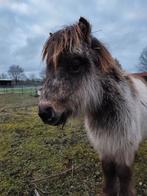 Mooi Shetlander veulen, Vermifugé, Poney A (jusqu'à 1.17 m), Étalon, 0 à 2 ans