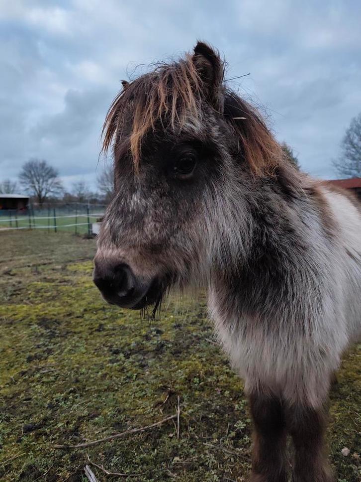 Mooi Shetlander veulen, Dieren en Toebehoren, Pony's, Hengst, Onbeleerd, A pony (tot 1.17m), 0 tot 2 jaar, Gechipt, Ontwormd