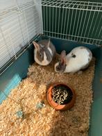 2 vrouwtjes te koop met konijnenhok, Dieren en Toebehoren, Ophalen