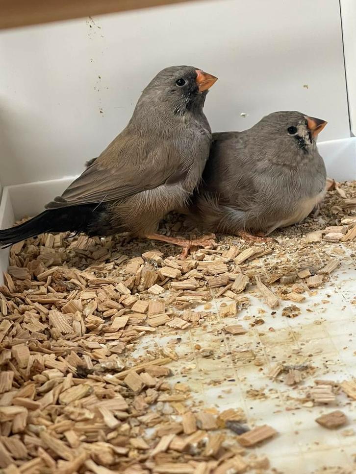 Koppelte jonge Charcoal zebravinken, Animaux & Accessoires, Oiseaux | Oiseaux Autre, Oiseau tropical, Plusieurs animaux, Bagué