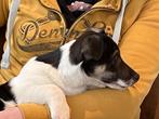 Jack russell pups, Dieren en Toebehoren, België, Fokker | Hobbymatig, Jack Russell Terriër, 8 tot 15 weken