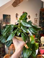 Philodendron White Princess, Huis en Inrichting, Kamerplanten, Ophalen