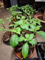 Brugmansia planten warme, Enlèvement ou Envoi