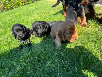 Beaux chiots cocker anglais, Plusieurs, Parvovirose, Belgique, Plusieurs animaux