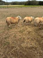 Jonge ooien, Dieren en Toebehoren