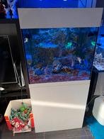 Zeeaqaurium met achter wand, Enlèvement, Utilisé, Aquarium d'eau de mer rempli