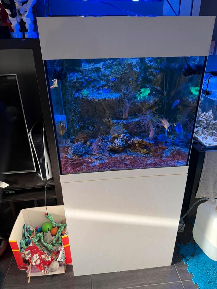 Zeeaqaurium met achter wand, Animaux & Accessoires, Poissons | Aquariums & Accessoires, Utilisé, Aquarium d'eau de mer rempli