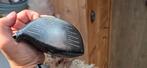 Titleist 913 d2 driver hoofd, Ophalen, Gebruikt, Club, Overige merken