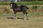 Zwart merrie veulen, Dieren en Toebehoren, Merrie, Minder dan 160 cm, Niet van toepassing, Recreatiepaard